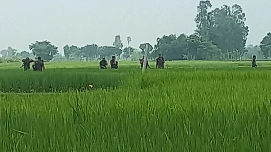 সীমান্তে বিএসএফের কাঁটাতারের বেড়া নির্মাণ, বিজিবির বাধা