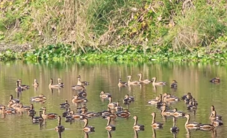 পাখির উড়ে চলা, নীরবে বসে থাকা – মানুষকে আকৃষ্ট করে