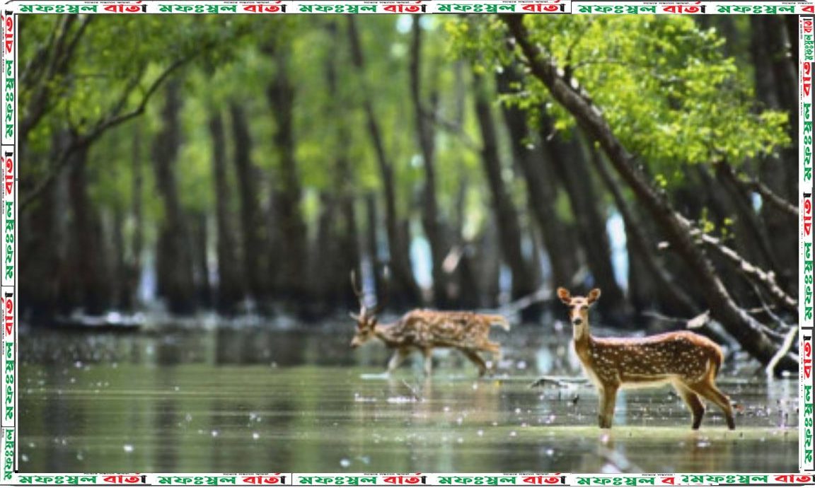 সুন্দরবনঃ বাংলাদেশের দক্ষিণ-পশ্চিম উপকূলে একটি সবুজ ঢাল