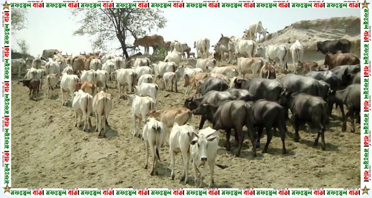 রাজশাহীতে বাড়ছে উৎপাদন, দুধেও স্বয়ংসম্পূর্ণ