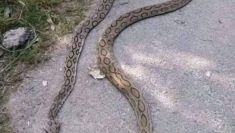 রাসেল ভাইপার সাপের কামড়ে কি রেহাই পাচ্ছে না