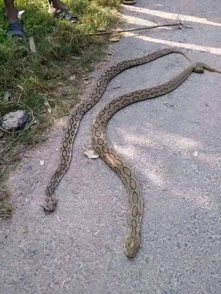 রাসেল ভাইপার সাপের কামড়ে কি রেহাই পাচ্ছে না