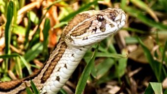 রাসেল ভাইপার আতঙ্কে রাজশাহীর চরের বাসিন্দারা