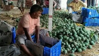 চাঁপাইনবাবগঞ্জের আম গেল সুইডেনে
