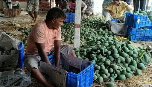 চাঁপাইনবাবগঞ্জের আম গেল সুইডেনে