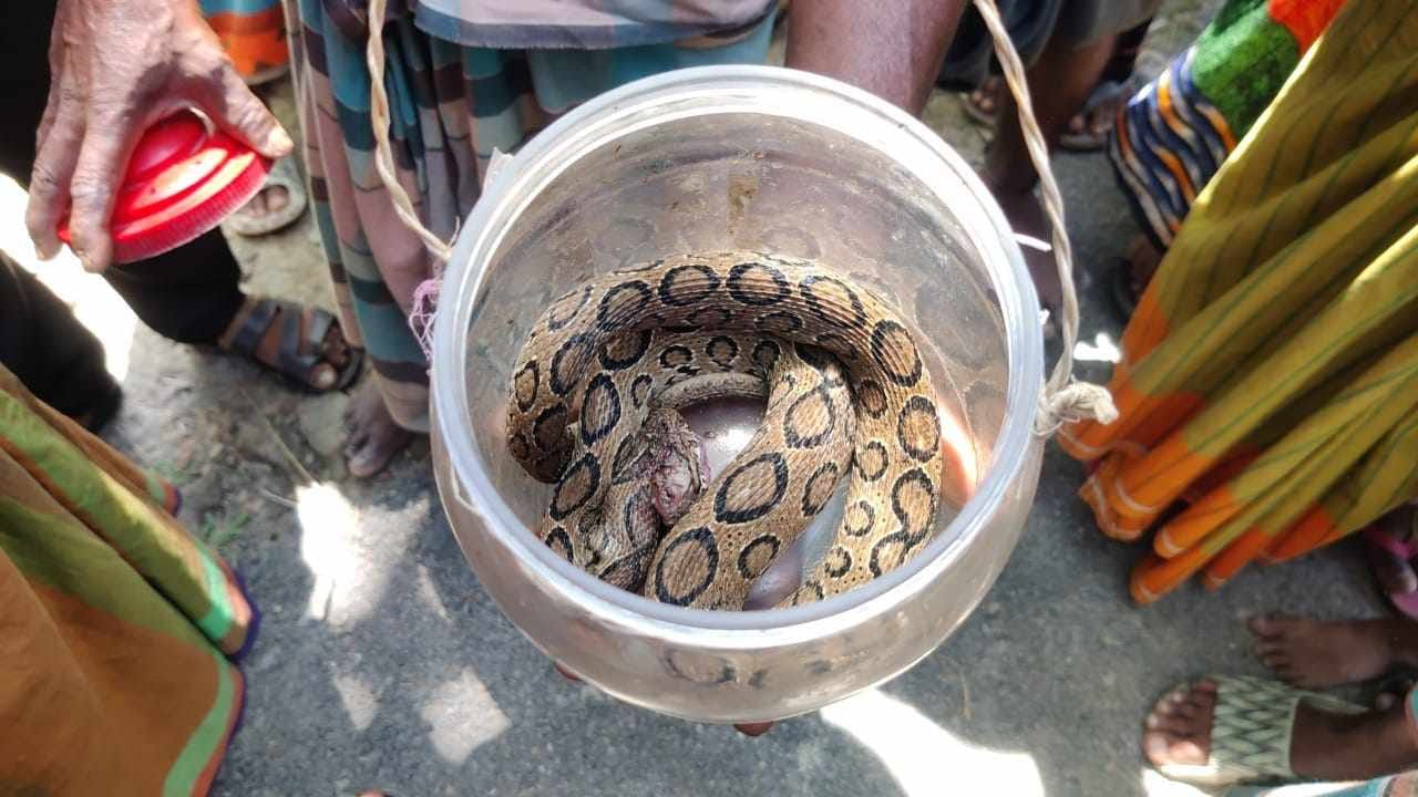  কলাপাড়ায় রাসেল’স ভাইপার দেখতে মানুষের ভীড়