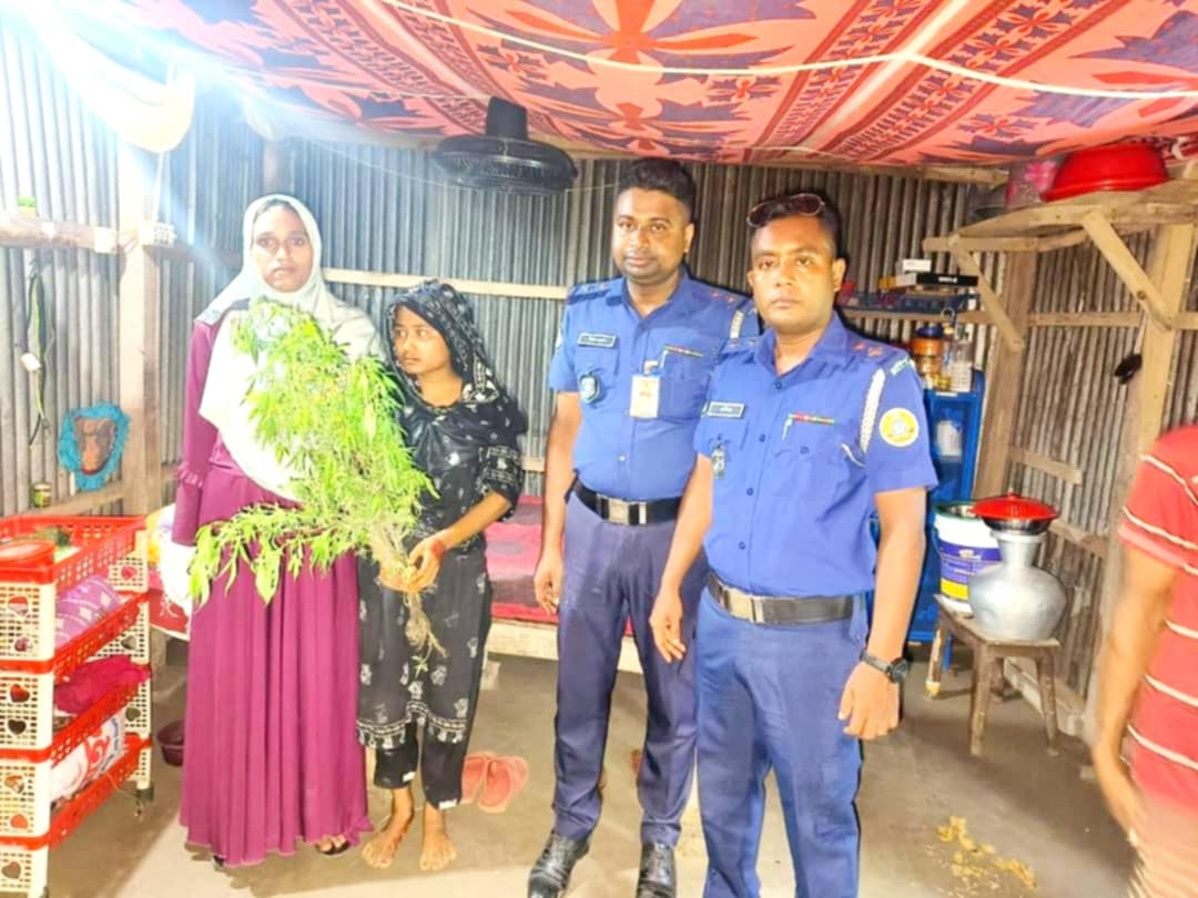 বোরহানউদ্দিনে ৪টি গাঁজা গাছসহ নারী আটক