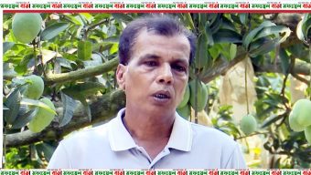 সিন্ডিকেট ও চাঁদাবাজির কারণে অসহায় আম বাগানীরা