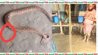বরিশাল জেলার  হিজলা উপজেলায় বসতবাড়িতে রাসেল’স ভাইপার