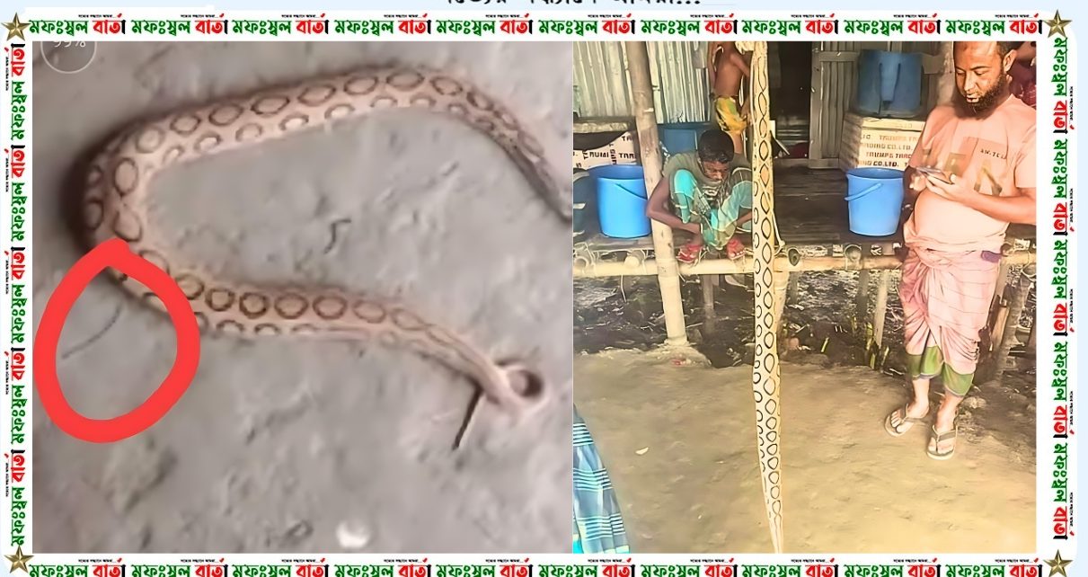 বরিশাল জেলার  হিজলা উপজেলায় বসতবাড়িতে রাসেল’স ভাইপার