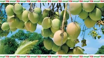 রাজশাহীর আমে বিশ্বমাত