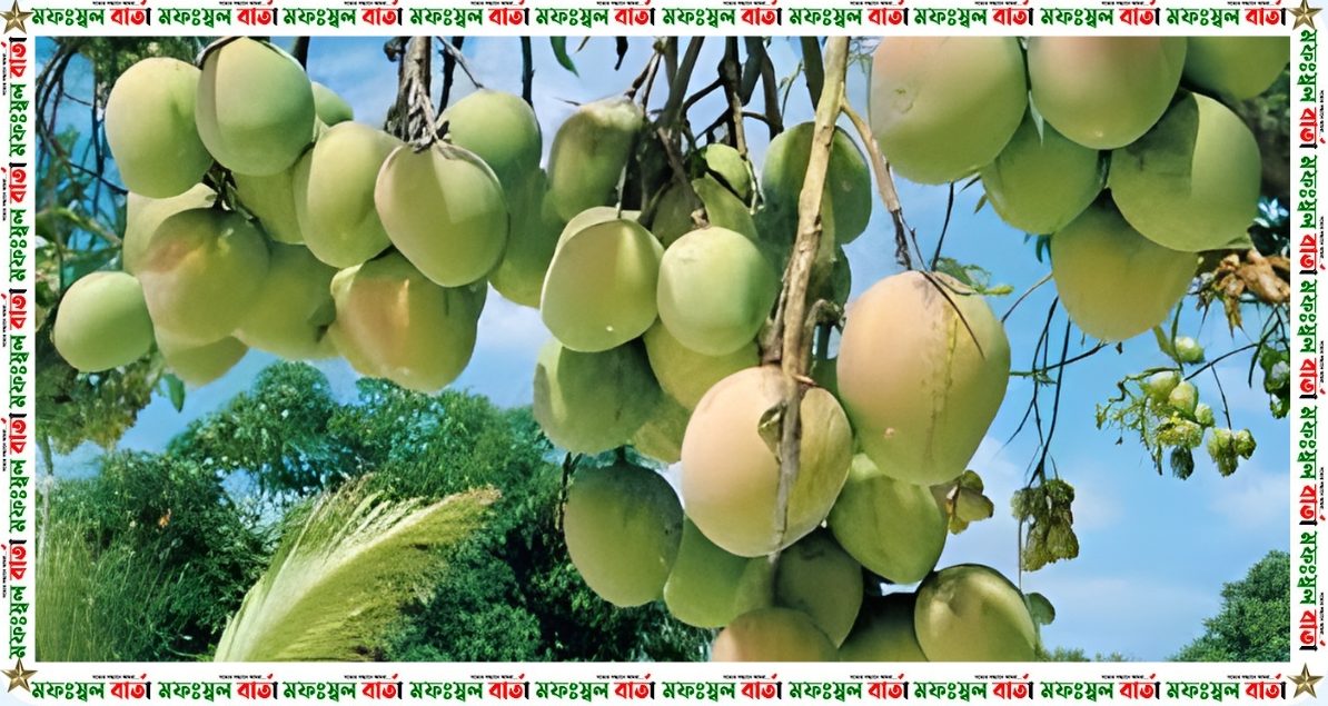 রাজশাহীর আমে বিশ্বমাত