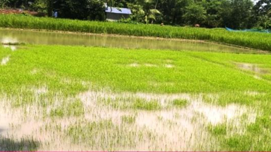 বরগুনায় আমনের বীজতলা পানির নিচে , হতাশায় কৃষক