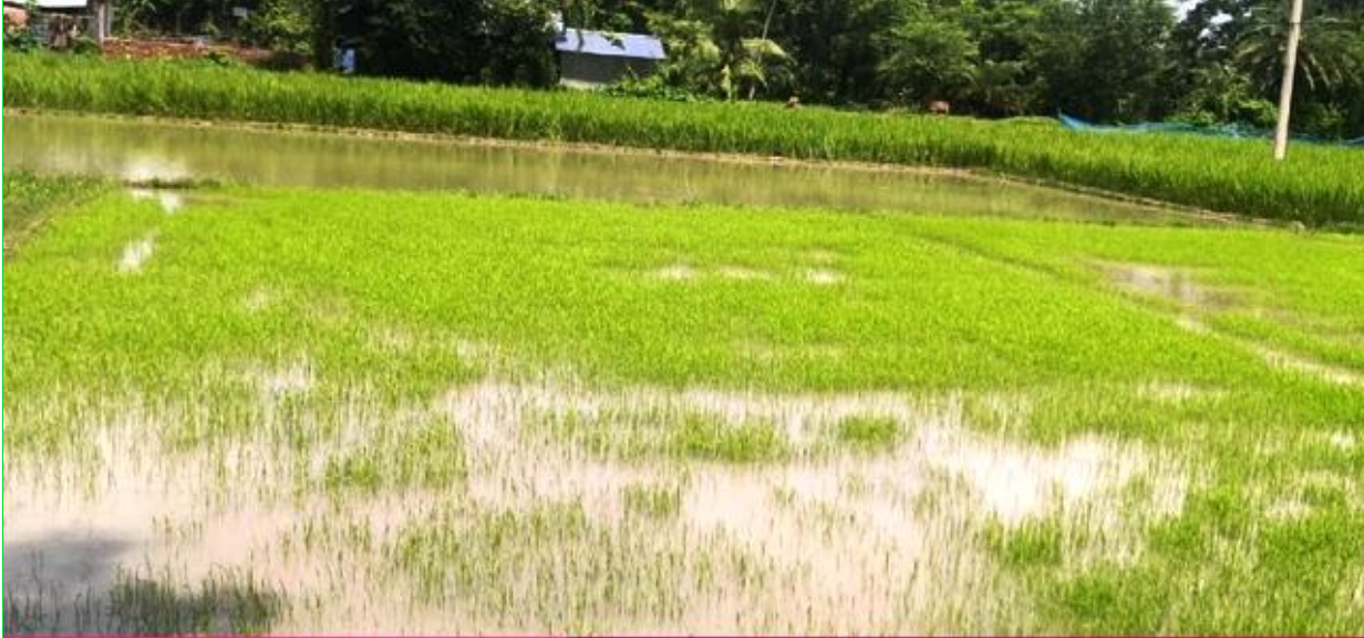 বরগুনায় আমনের বীজতলা পানির নিচে , হতাশায় কৃষক