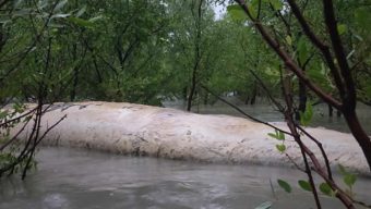 বরগুনায় ভেসে এলো ৩৫ ফুট লম্বা তিমি