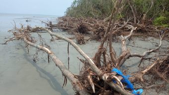 ক্ষুদ্র হতে ক্ষুদ্রতর হচ্ছে টেংরাগিরি বনাঞ্চলঃ হুমকির মুখে তালতলীর জীববৈচিত্র