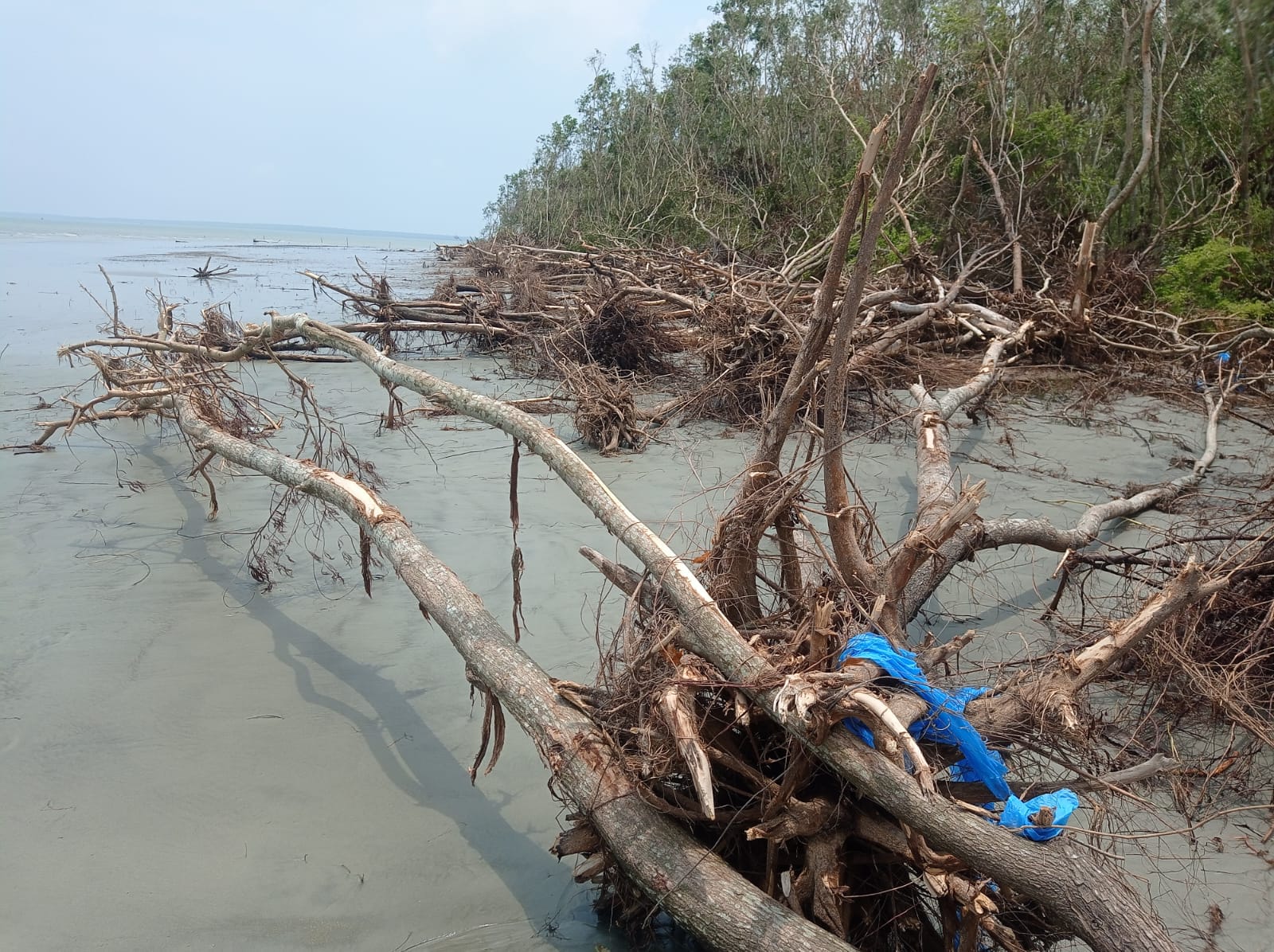 ক্ষুদ্র হতে ক্ষুদ্রতর হচ্ছে টেংরাগিরি বনাঞ্চলঃ হুমকির মুখে তালতলীর জীববৈচিত্র