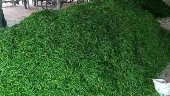 গাইবান্ধায় কাঁচা মরিচের কেজি ৩২০ টাকা ক্রেতাদের নিরব কান্না
