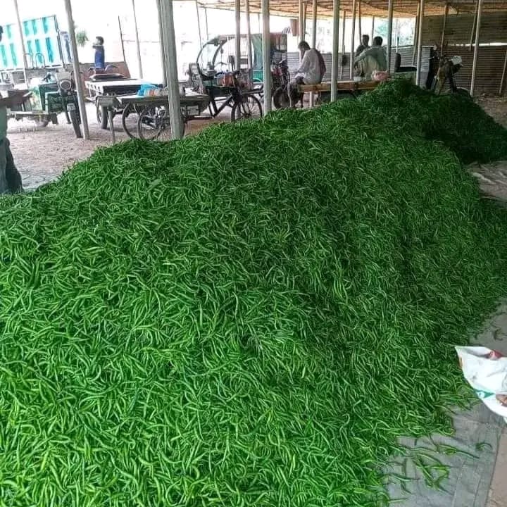 গাইবান্ধায় কাঁচা মরিচের কেজি ৩২০ টাকা ক্রেতাদের নিরব কান্না