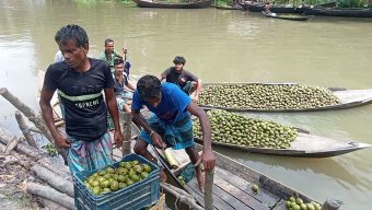 ঝালকাঠিতে জমে উঠেছে ভাসমান আমড়ার বাজার
