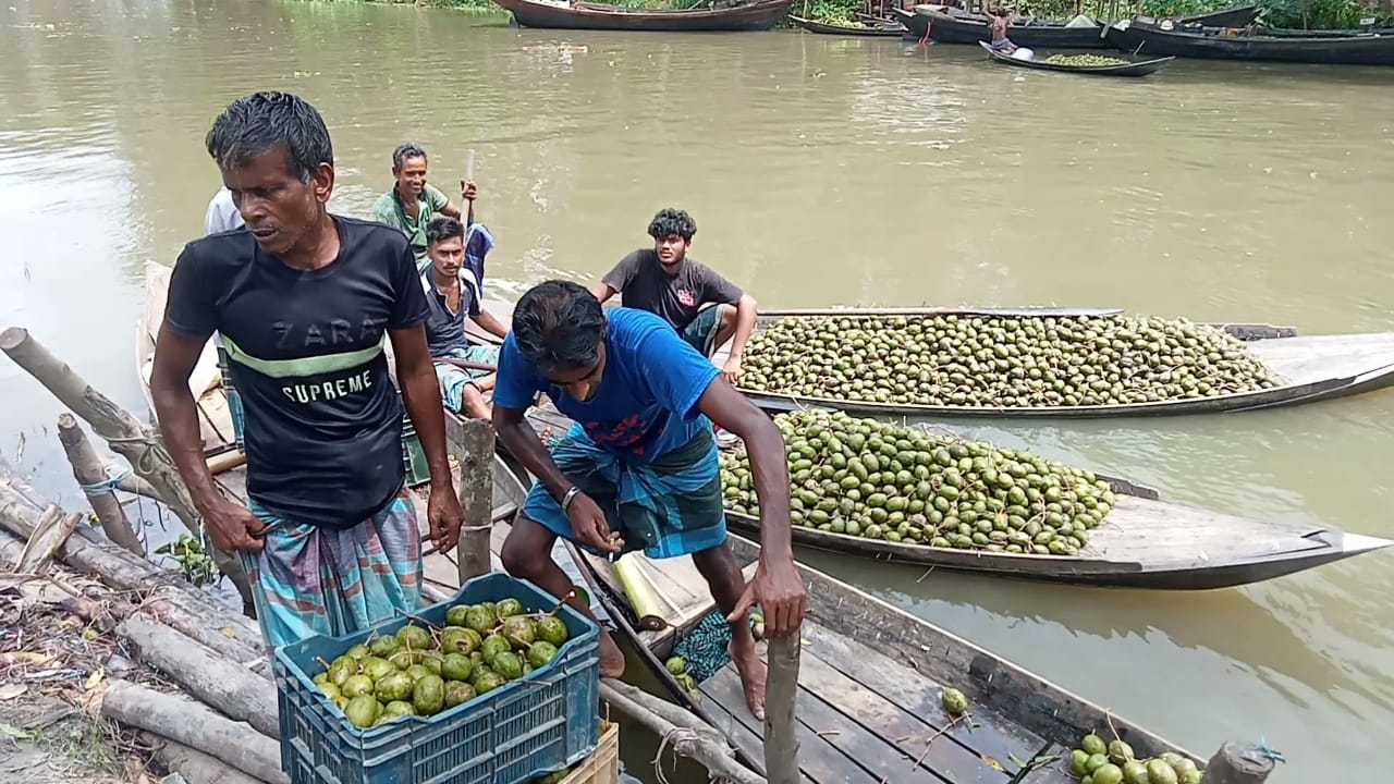 ঝালকাঠিতে জমে উঠেছে ভাসমান আমড়ার বাজার