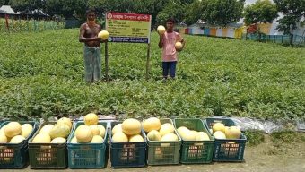 হলুদ তরমুজে রঙ্গিন মুখ