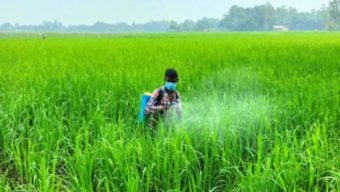 বগুড়ায় আমনে বাম্পার ফলনের আশায় কৃষক
