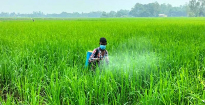 বগুড়ায় আমনে বাম্পার ফলনের আশায় কৃষক