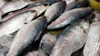 ইলিশে নিষেধাজ্ঞা : বরিশাল বিভাগে তিনদিনে ৩২৫ অভিযানে ৭ জেলের কারাদন্ড