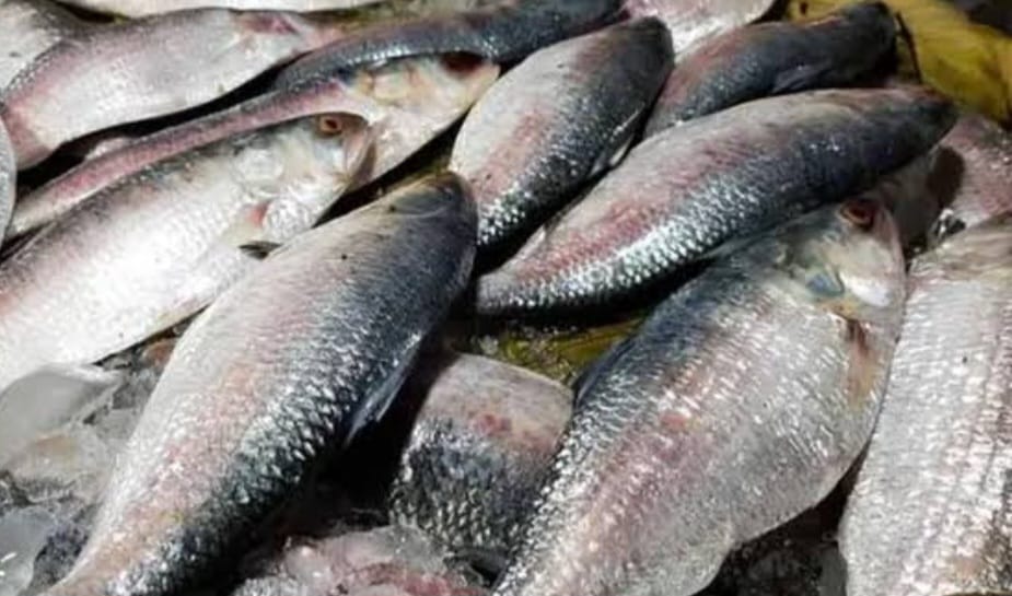 ইলিশে নিষেধাজ্ঞা : বরিশাল বিভাগে তিনদিনে ৩২৫ অভিযানে ৭ জেলের কারাদন্ড