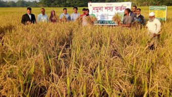 রাজাপুরে উফশী জাতের আমন ধান কর্তন অনুষ্ঠানে ইউএনও রাহুল চন্দ,