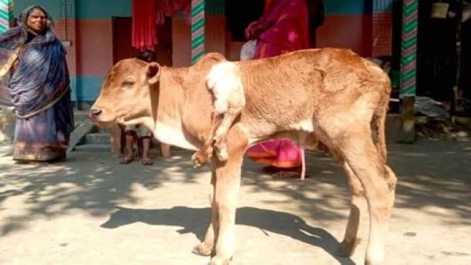 গাইবান্ধায় এক বাছুরের ছয়টি পা।