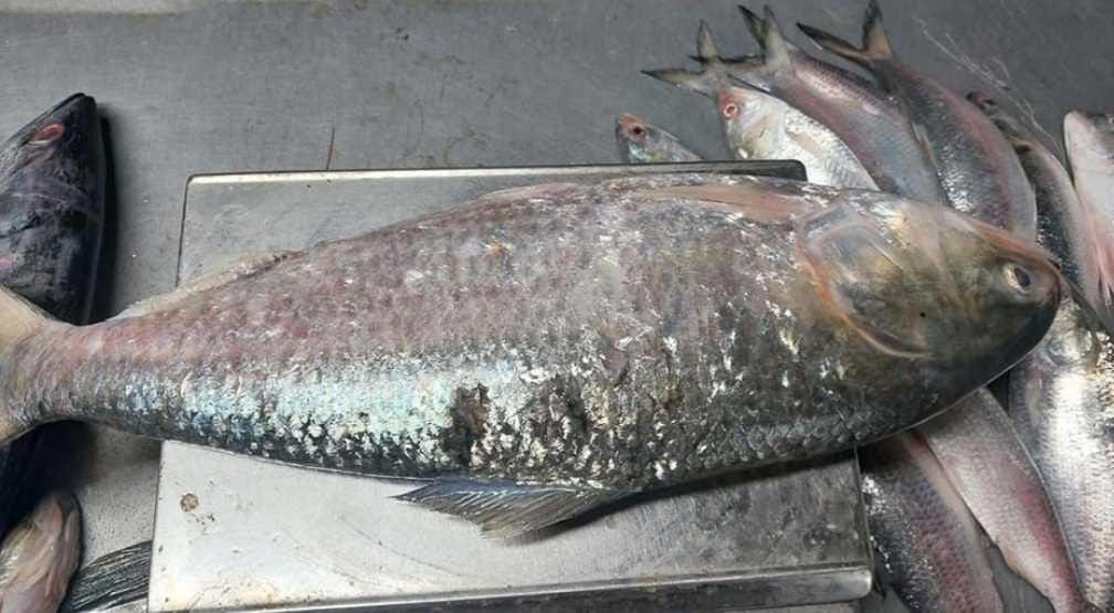 এক ইলিশ বিক্রি ৬ হাজার টাকা।