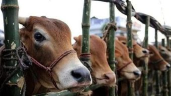 রাজশাহী সিটি হাট: টোকেনে দেশি গরুতেও চাঁদা তুলছেন আ.লীগ কর্মীরা