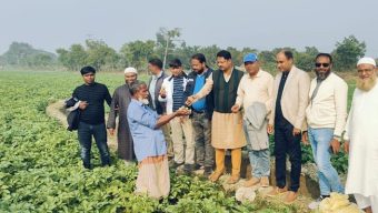 রাজশাহীতে বিএডিসির বীজে আলুর বাম্পার ফলন