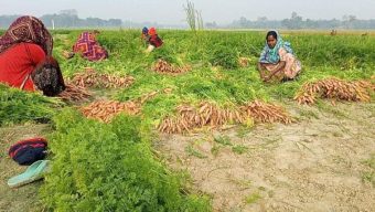 মান্দায় সাড়ে তিন কোটি টাকার গাজর বিক্রির সম্ভাবনা”