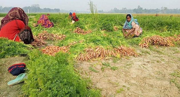 মান্দায় সাড়ে তিন কোটি টাকার গাজর বিক্রির সম্ভাবনা”