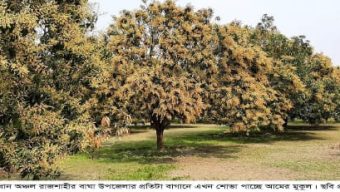 রাজশাহীর বাঘায় গাছে গাছে সুরোভিত মুকুল : পরিচর্যায় ব্যস্ত কৃষক