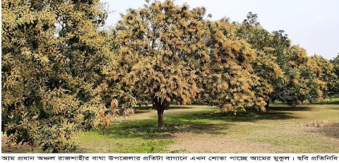 রাজশাহীর বাঘায় গাছে গাছে সুরোভিত মুকুল : পরিচর্যায় ব্যস্ত কৃষক