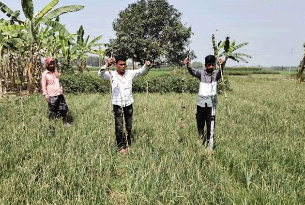 রাজশাহীর পবায় ফসলের সঙ্গে শত্রুতা, কেটে ফেলা হলো কৃষকের ক্ষেতের পটল গাছ