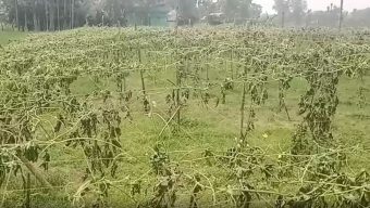 শত্রুতার জেরে কেটে ফেলা হলো ফুলসহ করলাগাছ