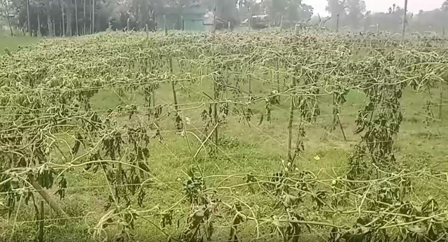 শত্রুতার জেরে কেটে ফেলা হলো ফুলসহ করলাগাছ