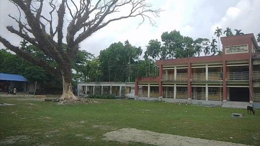 কাজিরহাট থানার পশ্চিম আজিমপুর সরকারি প্রাঃ বিদ্যালয়ে মাঠে রেন্ট্রি গাছটি মরণফাদ” 