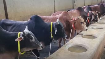 বগুড়ায় এবার উদ্বৃত্ত থাকবে সাড়ে ৩৮ হাজার কুরবানির পশু