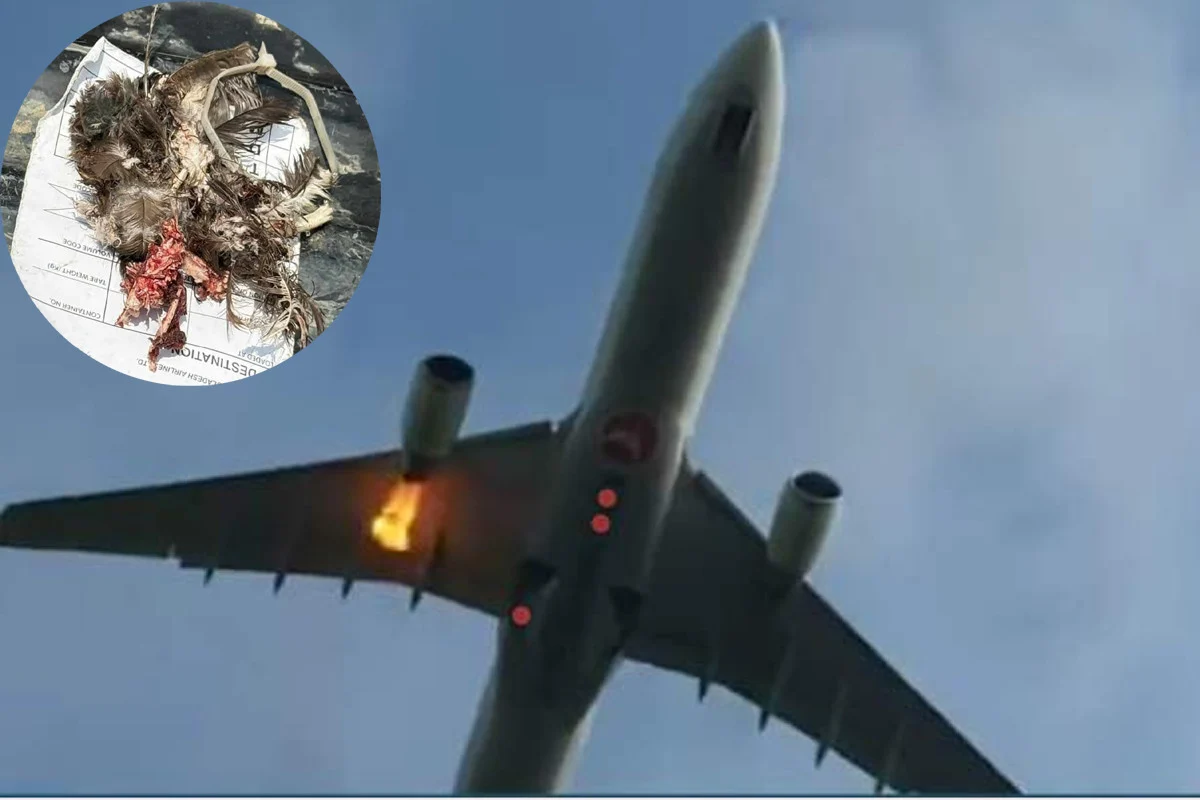 শাহজালাল থেকে উড্ডয়নের পরপরই তার্কিশ এয়ারলাইন্সে পাখির আঘাত, ইঞ্জিনে আগুন