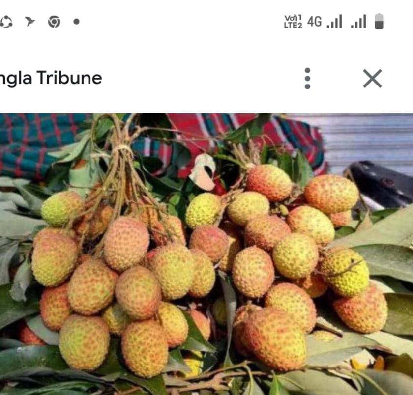 নির্ধারিত সময়ের আগেই বাজারে ভরে গেছে অপরিপক্ক লিচুতে”