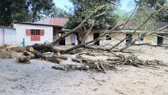 রাণীশংকৈলে রাতের আঁধারে মাদ্রাসার গাছ কর্তন-বিভিন্ন দপ্তরে অভিযোগ