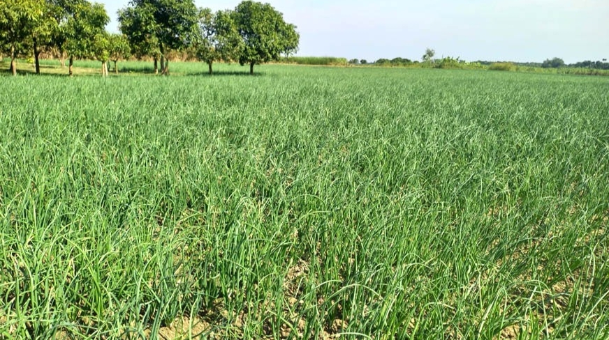 সবুজ চারার নীচে ঊঁকি দিচ্ছে বড় বড় দানার পেঁয়াজ