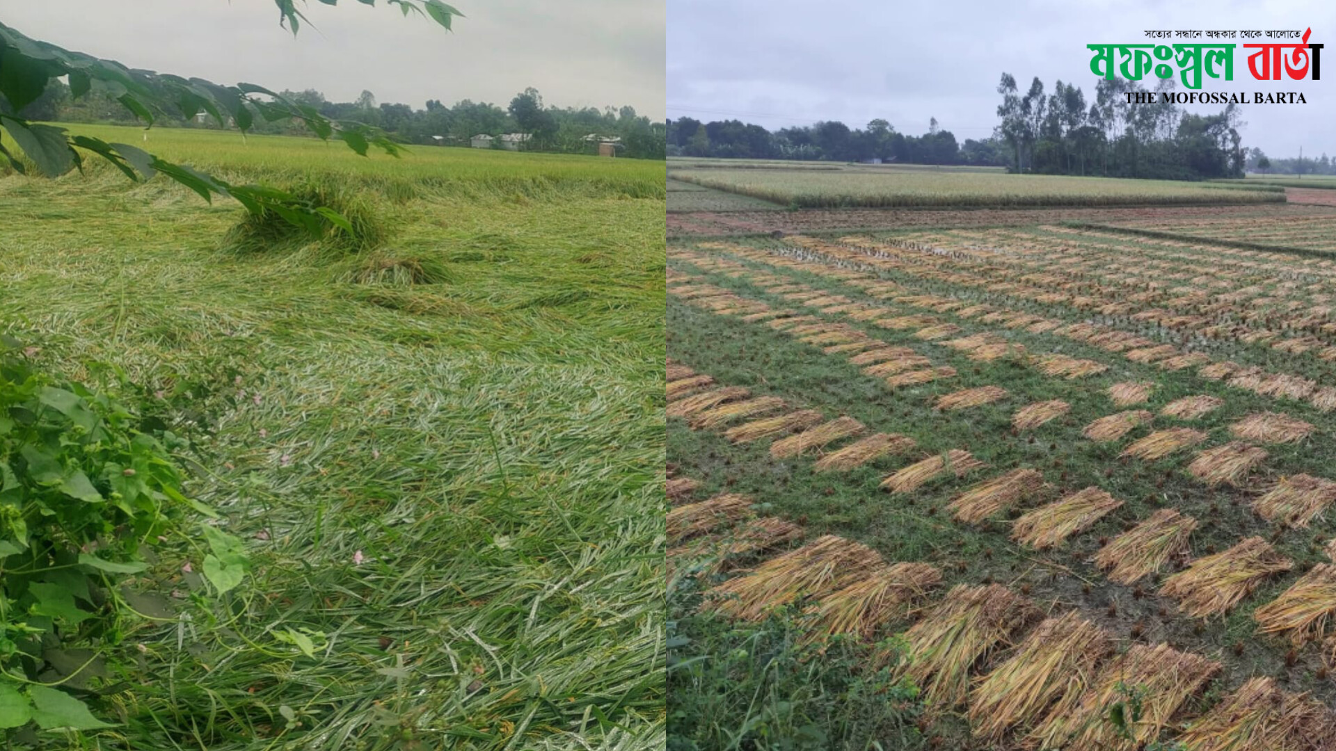 অসময়ে বৃষ্টি রাণীশংকৈলে ক্ষতিগ্রস্ত হয়েছেন অসংখ্য কৃষক