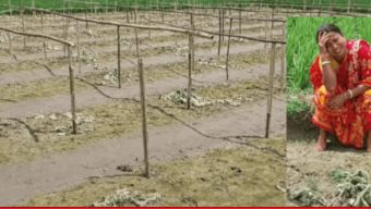 রাতের আঁধারে কেটে ফেলা হলো ঋণের টাকায় চাষ করা লাউ ক্ষেত